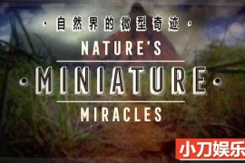 央视自然生态纪录片《大自然的微型奇迹 Nature’s Miniature miracles》全1集中字 TS/蓝光高清纪录片百度网盘下载