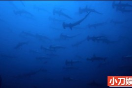 探索频道鲨鱼研究纪录片《鲨鱼周 2018 Shark Week》全20集中字 纪录片解说素材 1080/MP4/48.5G百度网盘下载