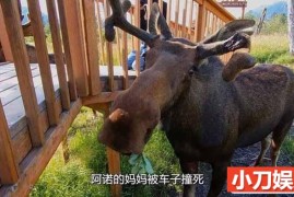 国家地理动物保护纪录片《阿拉斯加野生动物救援 Alaska Animal Rescue》第1季中字 1080P高清自媒体解说素材百度网盘下载