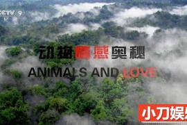 BBC野生动物纪录片《动物情感奥秘 Animals and Love》全2集中字 TS/蓝光高清纪录片百度网盘下载