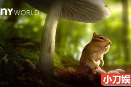 微观生物纪录片《小小世界 Tiny World》第1季中字 蓝光4K高清纪录片百度网盘下载