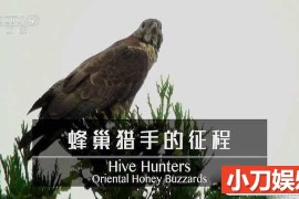 NHK鸟类纪录片《蜂巢猎手的征程 Hive Hunters:Oriental Honey Buzzards》全1集中字 TS/蓝光高清纪录片百度网盘下载