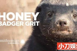 央视平头哥纪录片《蜜獾生存大挑战 Grit:Honey Badger Tough》全1集中字 1080i高清纪录片百度网盘下载