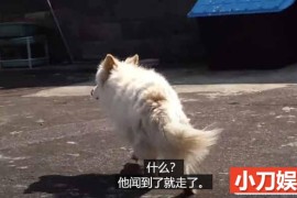 趣味动物行为纪录片《TV动物农场 短视频版》第20季中字 1080P高清自媒体解说素材百度网盘下载