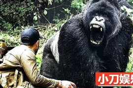 冒死野生动物实验纪录片《狼叔荒野探险》第2季合100集中字 4K/1080P高清纪录片百度网盘下载