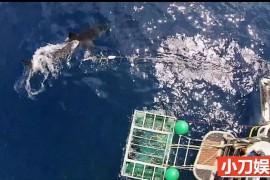 探索频道鲨鱼研究纪录片《鲨鱼周 2017 Shark Week》全20集中字 纪录片解说素材 1080/MP4/47.2G百度网盘下载