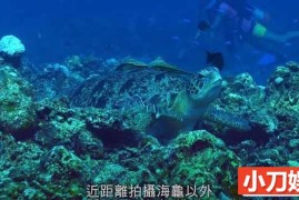 PTS拯救海龟纪录片《平安龟》全1集中字 4K高清纪录片百度网盘下载