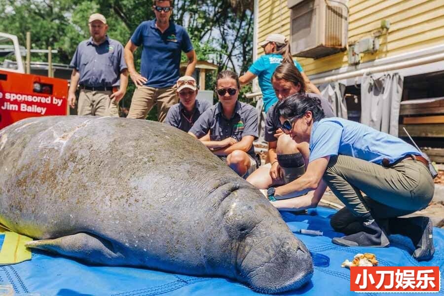 国家地理救治动物纪录片《动物园秘辛：坦帕湾 Secrets of the Zoo: Tampa 2023》第3季全12集 英语中英双字 官方纯净收藏版 720P/MKV/20G插图