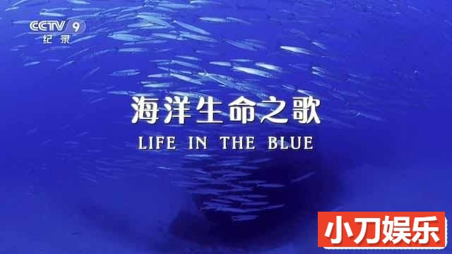 央视海洋生态研究纪录片《海洋生命之歌 Life in the Blue》全1集中字 TS/蓝光高清纪录片插图