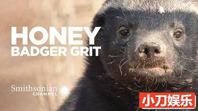 央视平头哥纪录片《蜜獾生存大挑战 Grit:Honey Badger Tough》全1集中字 1080i高清纪录片插图