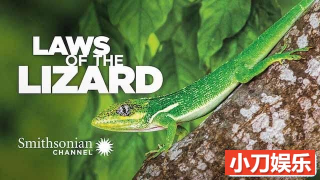 生物进化纪录片《蜥蜴法则 Laws of the Lizard》全1集中字 TS/蓝光高清纪录片插图