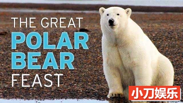 PBS野生动物纪录片《北极熊的盛宴 The Great Polar Bear Feast》全1集中字 TS/蓝光高清纪录片插图