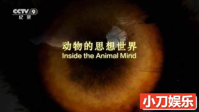 BBC自然生物纪录片《动物的思想世界 Inside the Animal Mind》全3集中字 TS/蓝光高清纪录片插图