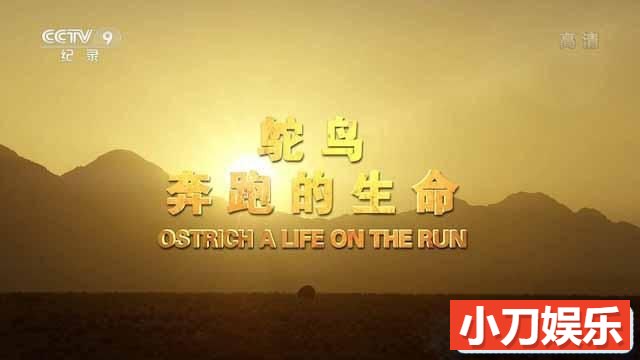 央视野生动物纪录片《鸵鸟：奔跑的生命 Ostrich： A Life on the Run》全1集中字 TS/蓝光高清纪录片插图