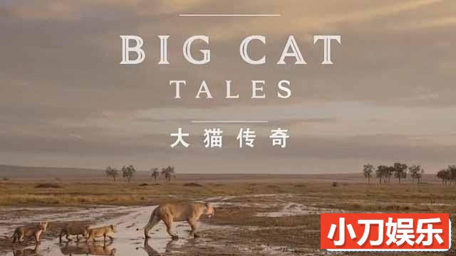 央视野生动物纪录片《大千世界 大猫传奇 Big Cat Tales》全5集 TS/蓝光高清纪录片插图